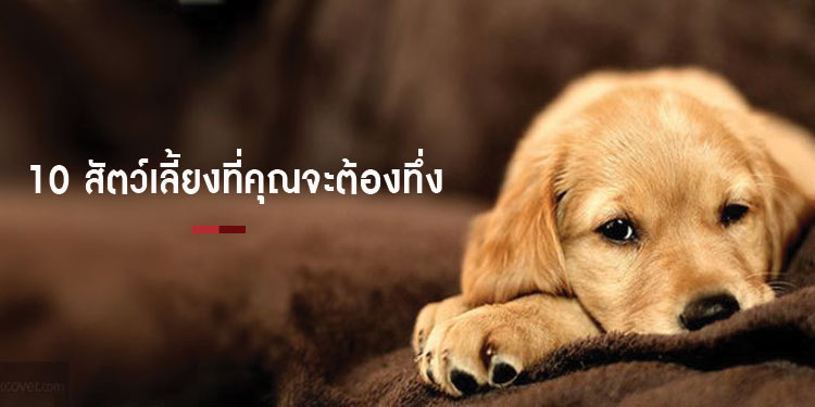 10 สัตว์เลี้ยงสุดแปลกที่ทำให้คุณอ้าปากค้าง