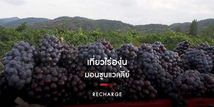 เปิดประสบการณ์ย่ำองุ่น เก็บองุ่น จิบไวน์ ที่ไร่องุ่นมอนซูนแวลลีย์
