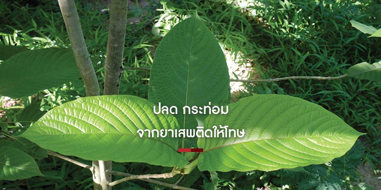 ปลดกระท่อม ออกจากยาเสพติดให้โทษ มาทำความรู้จักอดีตพืชต้องห้ามชนิดนี้กัน