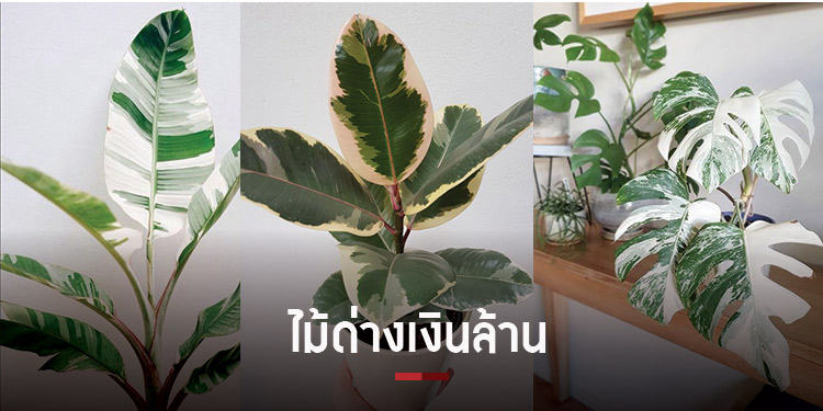 ตลาดไม้ด่างสุดคึกคัก ต้นสวย สีแปลก ใบงาม ปั้นเงินล้าน