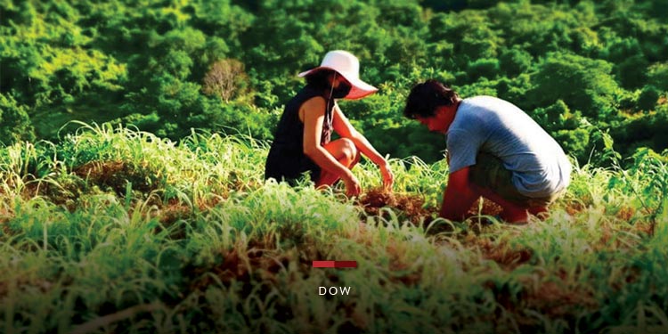 Dow ร่วมต้านโลกร้อน ผนึกจิตอาสา ปลูกต้นไม้จากบ้านกว่า 7,000 ต้น