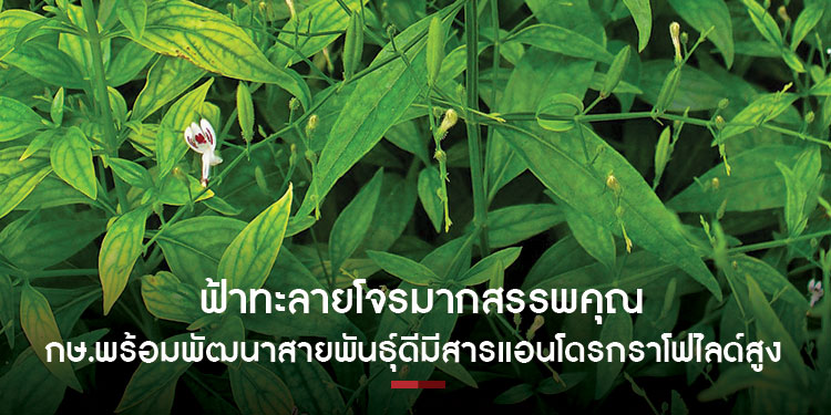 ฟ้าทะลายโจรมากสรรพคุณ กษ.พร้อมพัฒนาสายพันธุ์ดีมีสารแอนโดรกราโฟไลด์สูง