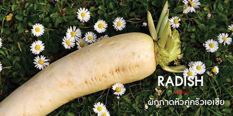 RADISH ผักกาดหัวคู่ครัวเอเซีย
