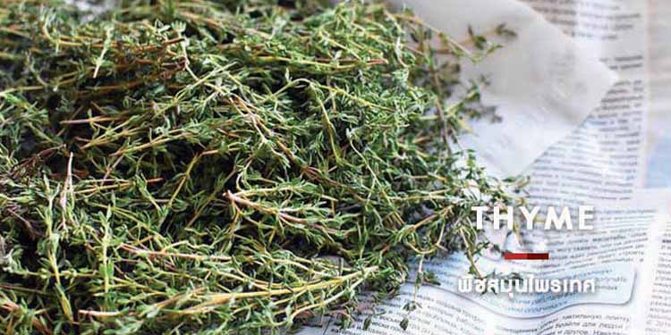 THYME พืชสมุนไพรเทศ