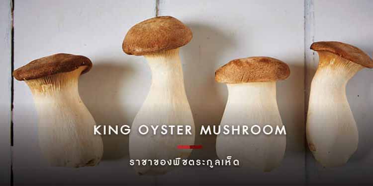 KING OYSTER MUSHROOM ราชาของพืชตระกูลเห็ด