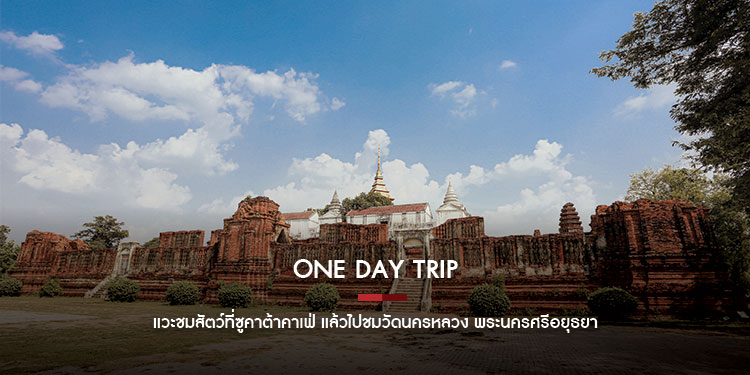 One Day Trip : แวะชมสัตว์ที่ซูคาต้าคาเฟ่ แล้วไปชมวัดนครหลวง พระนครศรีอยุธยา