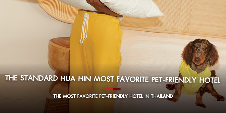 The Standard, Hua Hin Most Favorite Pet-Friendly Hotel