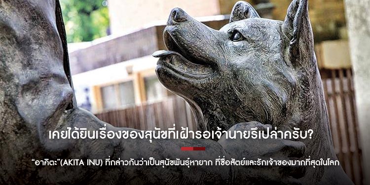 เคยได้ยินเรื่องของสุนัขที่เฝ้ารอเจ้านายเป็นเวลา 9ปี รึเปล่าครับ?