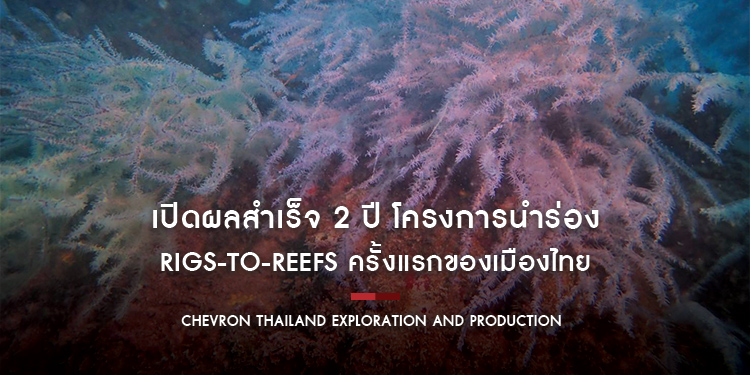 เปิดผลสำเร็จ 2 ปี โครงการนำร่อง Rigs-to-Reefs ครั้งแรกของเมืองไทย พลิกบทบาทขาแท่นปิโตรเลียม สู่บ้านปลาหลังใหม่ใต้ทะเล