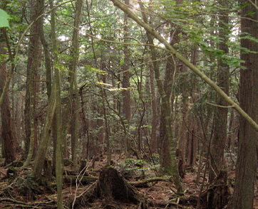 อาโอกิงาฮาระ ป่าฆ่าตัวตายแห่งญี่ปุ่น