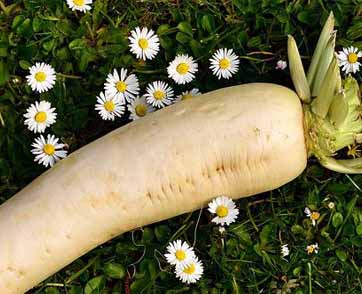 RADISH ผักกาดหัวคู่ครัวเอเซีย