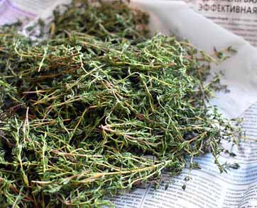  THYME พืชสมุนไพรเทศ