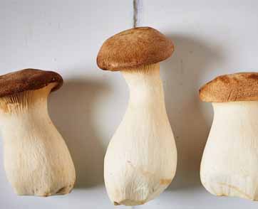 KING OYSTER MUSHROOM ราชาของพืชตระกูลเห็ด