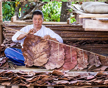 จากเกษตรสู่วงการแฟชั่น: Mr. Leaf บนเส้นทางสู่การเป็น แบรนด์รักษ์โลกเพื่อโลกที่ยั่งยืน 