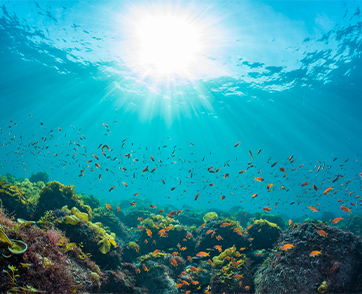 Our Ocean, Our Breath มหาสมุทรลมหายใจของโลก : Scoop