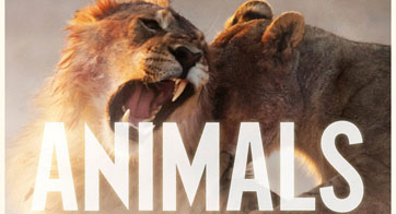 “Animals”