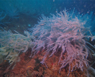 เปิดผลสำเร็จ 2 ปี โครงการนำร่อง Rigs-to-Reefs ครั้งแรกของเมืองไทย พลิกบทบาทขาแท่นปิโตรเลียม สู่บ้านปลาหลังใหม่ใต้ทะเล 