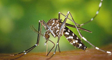 Chikungunya